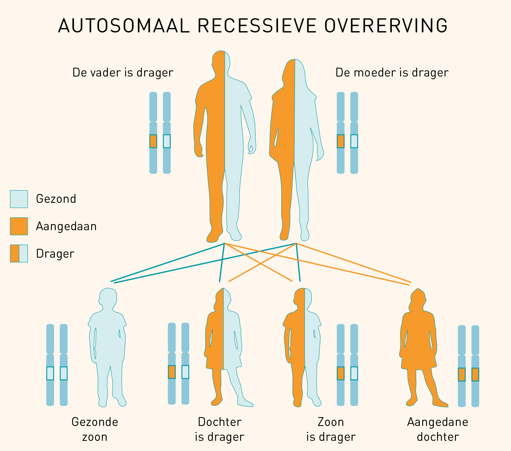 Autosomaal Recessief Erfelijkheid Nl