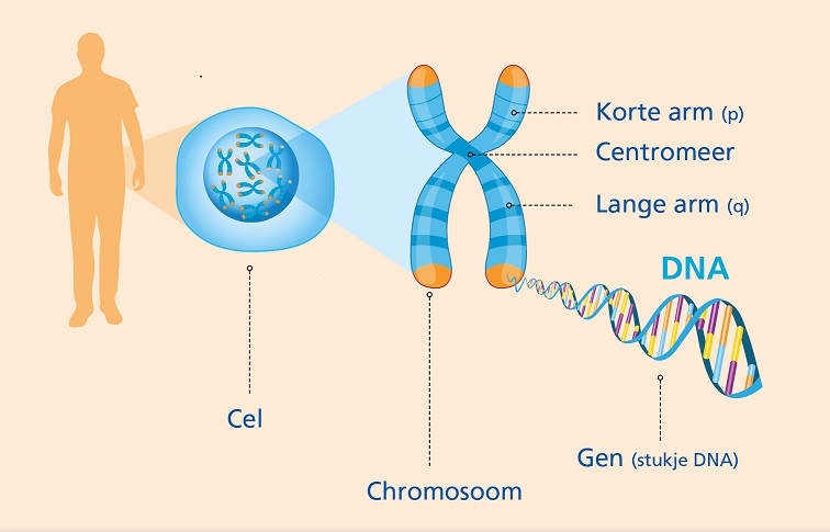 afbeelding chromosoom