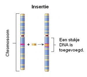 Chromosoom-insertie
