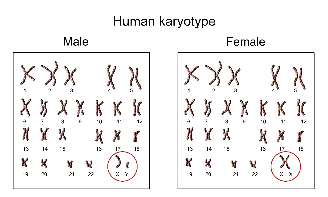 Plaatje van de 23 paren chromosomen